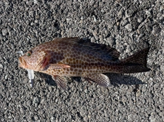 オオモンハタの釣果