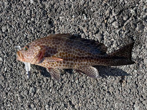 オオモンハタの釣果