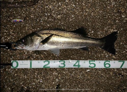 シーバスの釣果