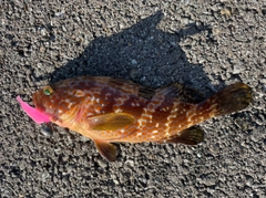 キジハタの釣果