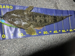マゴチの釣果