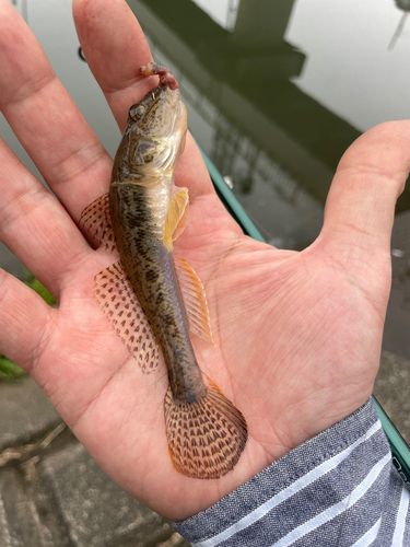 マハゼの釣果