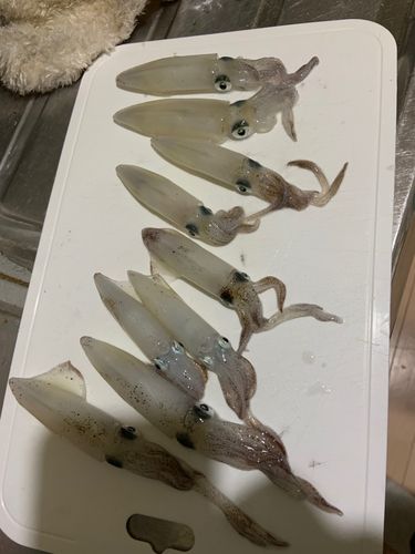 マメイカの釣果