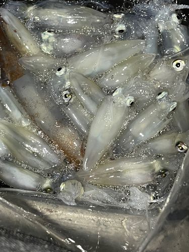 マメイカの釣果