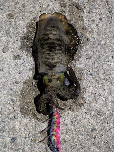 アオリイカの釣果