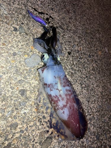 アオリイカの釣果