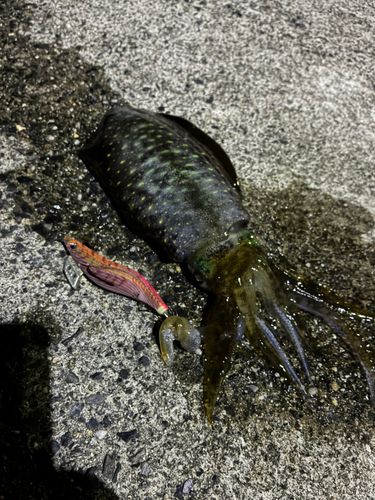 アオリイカの釣果