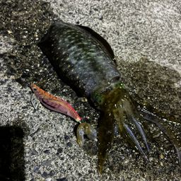 アオリイカ