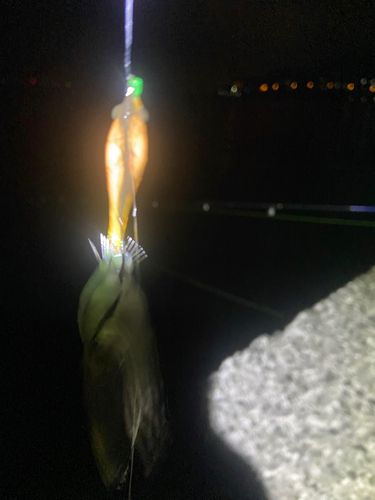 イカの釣果