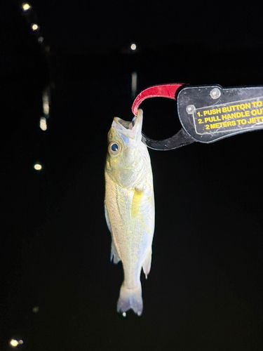 セイゴ（マルスズキ）の釣果