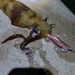 アオリイカ