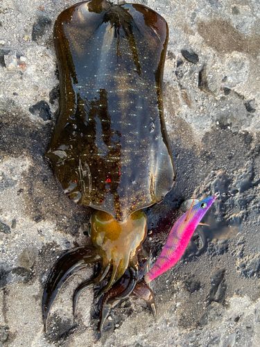 アオリイカの釣果
