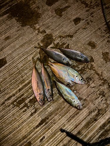 アジの釣果