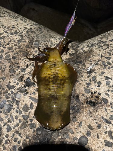 アオリイカの釣果