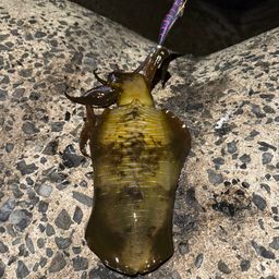 アオリイカ