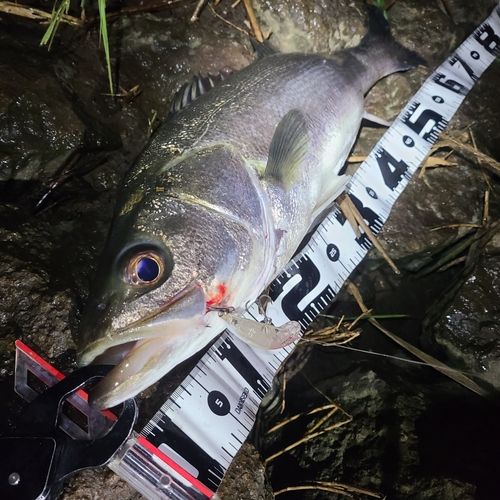 シーバスの釣果