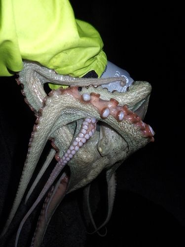 タコの釣果
