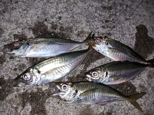 アジの釣果