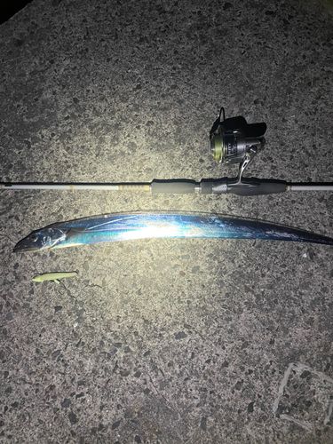 タチウオの釣果
