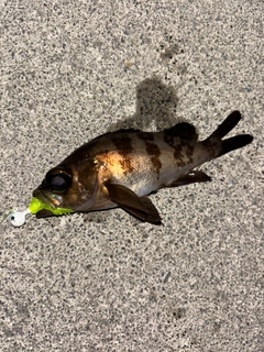 メバルの釣果