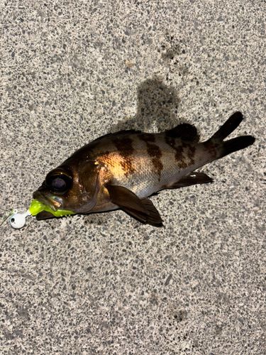 メバルの釣果