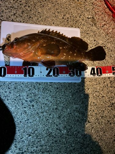 キジハタの釣果