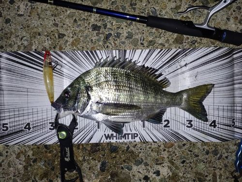 チヌの釣果