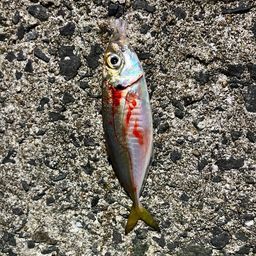 アジ