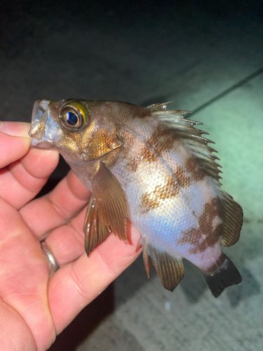 メバルの釣果