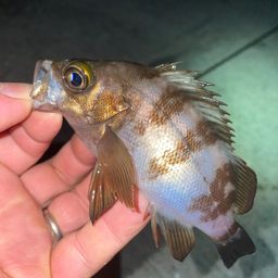 メバル