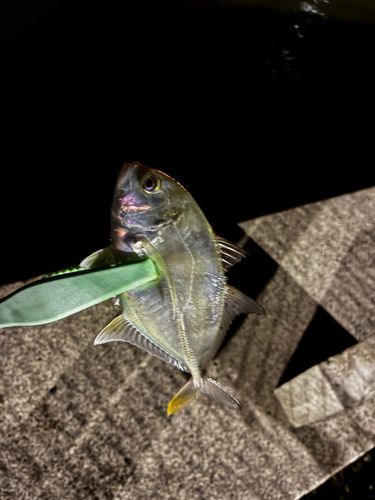 ナマズの釣果