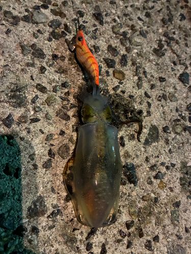 アオリイカの釣果