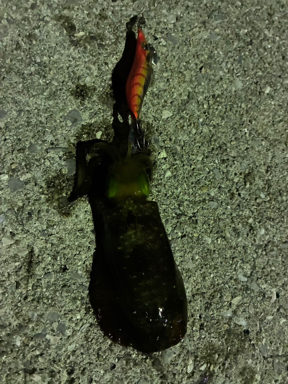 アオリイカ