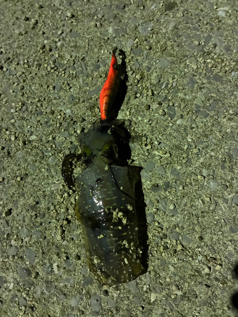 アオリイカ