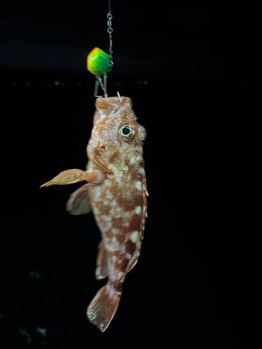 ガシラの釣果