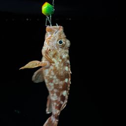 ガシラ