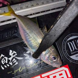 アジ