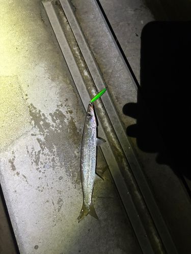 カマスの釣果