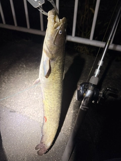 ニホンナマズの釣果