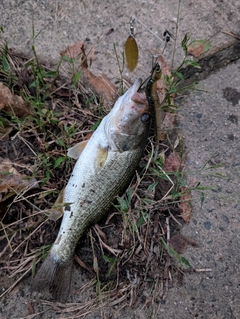 ブラックバスの釣果