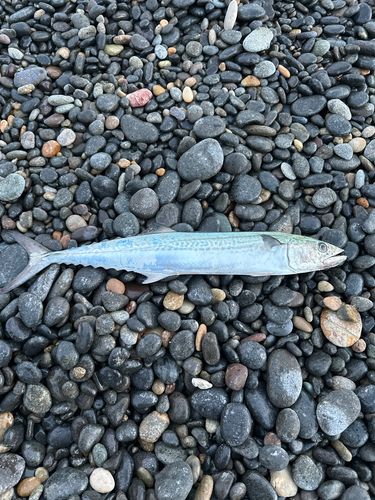 サゴシの釣果