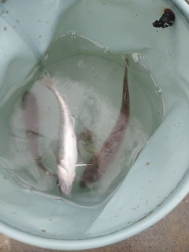 コマイの釣果