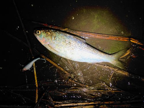 コノシロの釣果