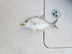 メッキの釣果