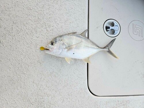 メッキの釣果