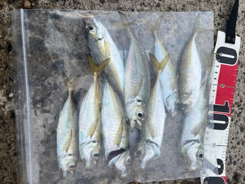 アジの釣果