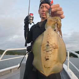 アオリイカ