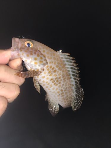 オオモンハタの釣果