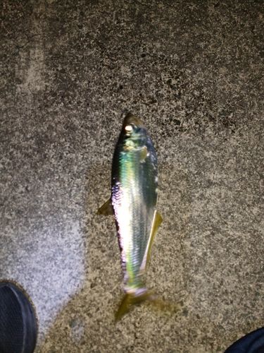 ヒラの釣果
