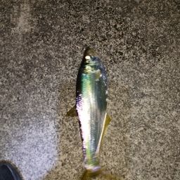 ヒラ